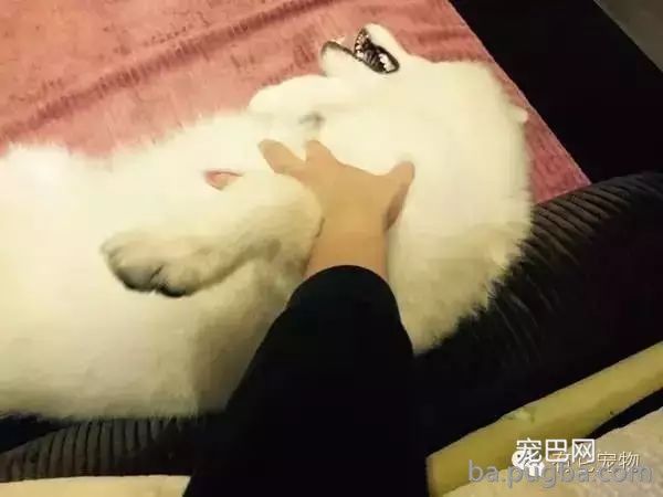 狗狗生病需要2W治病，你救还是不救？-12.jpeg