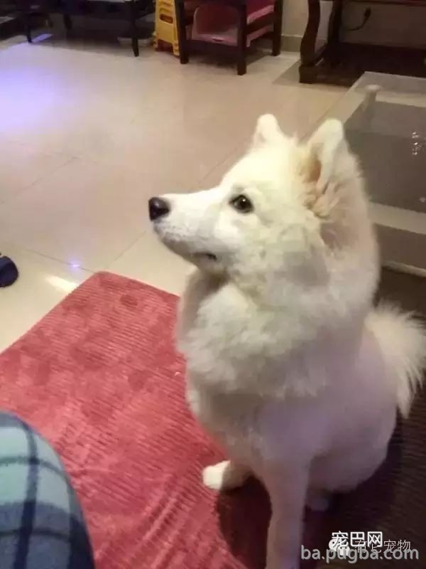 狗狗生病需要2W治病，你救还是不救？-15.jpeg