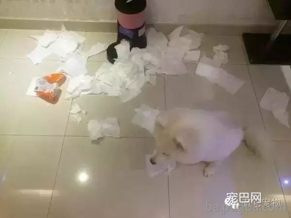 狗狗生病需要2W治病，你救还是不救？-13.jpeg