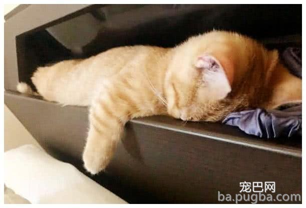 女子下班回家发现橘猫丢了，翻箱倒柜找不到，再见时哭笑不得-1.jpeg