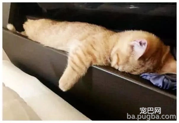 女子下班回家发现橘猫丢了，翻箱倒柜找不到，再见时哭笑不得-3.jpg