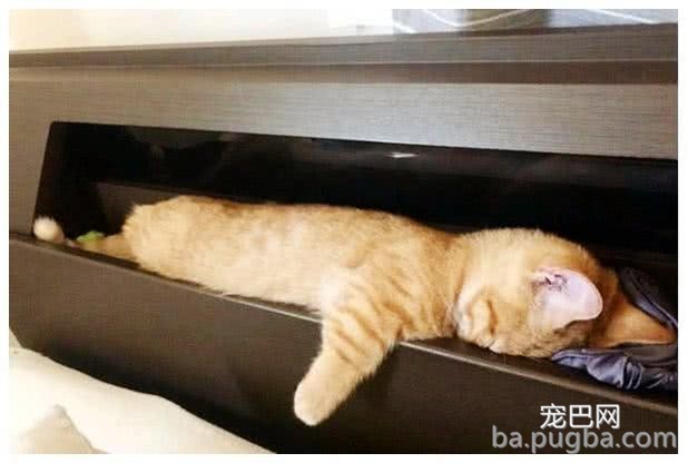 女子下班回家发现橘猫丢了，翻箱倒柜找不到，再见时哭笑不得-2.jpeg