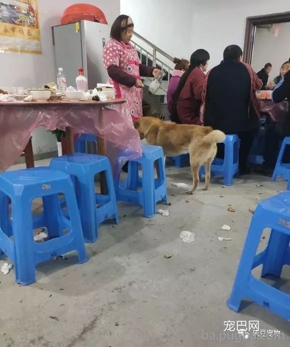 家宴中闯入一只流浪狗，无一人摈除它，男孩端起一盆肉走了过去！-2.jpeg