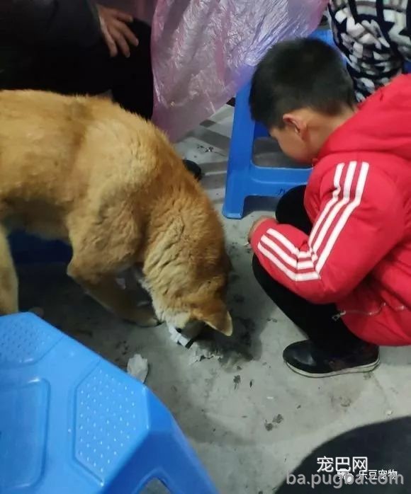 家宴中闯入一只流浪狗，无一人摈除它，男孩端起一盆肉走了过去！-1.jpeg