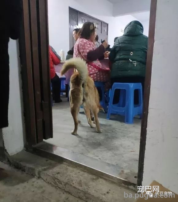家宴中闯入一只流浪狗，无一人摈除它，男孩端起一盆肉走了过去！-4.jpeg