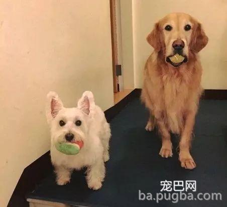给西高地买了个小床，大金毛疯狂吃醋：我得不到的，谁都别想要！-1.jpeg