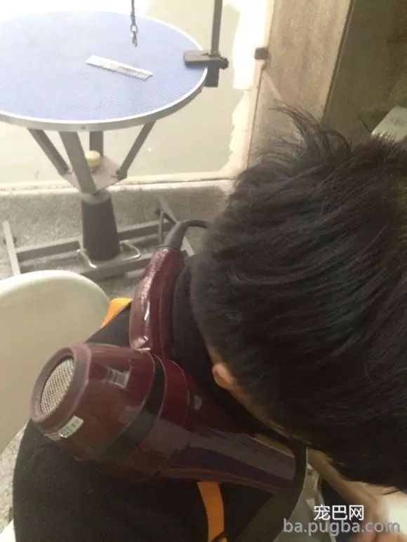 这样给狗拉毛，外型已成功了一半！-2.jpeg