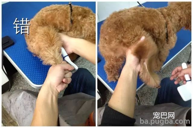 这样给狗拉毛，外型已成功了一半！-4.jpeg