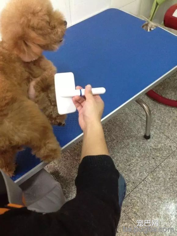这样给狗拉毛，外型已成功了一半！-6.jpeg