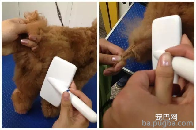 这样给狗拉毛，外型已成功了一半！-7.jpeg