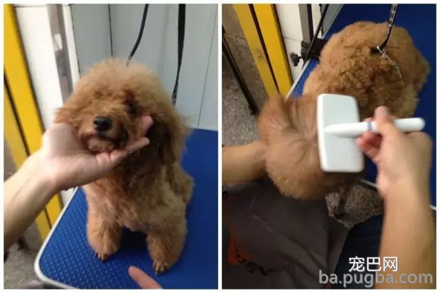 这样给狗拉毛，外型已成功了一半！-8.jpeg