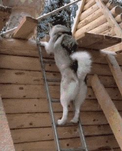 狗狗越狱的姿势有很多种，像这种还真是第一次见！-1.gif
