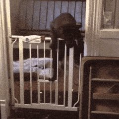 狗狗越狱的姿势有很多种，像这种还真是第一次见！-3.gif