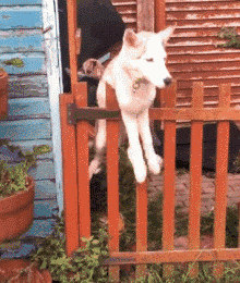 狗狗越狱的姿势有很多种，像这种还真是第一次见！-4.gif