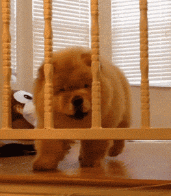 狗狗越狱的姿势有很多种，像这种还真是第一次见！-5.gif