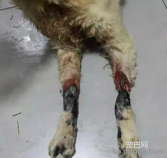 从金毛变成柯基，这个治愈过无数人的折翼小天使，分开了我们...-2.jpeg
