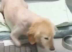 从金毛变成柯基，这个治愈过无数人的折翼小天使，分开了我们...-6.gif