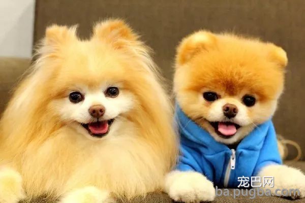 冬季养狗狗，最常见误区！-4.jpeg