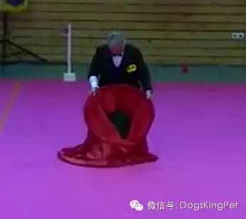 (视频)聪明的边牧会变魔术,会喜剧表演 ; 宝宝吹奏狗狗喝歌-3.jpeg