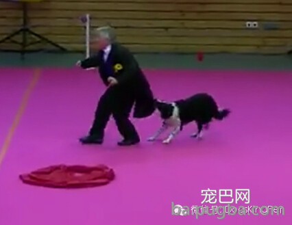 (视频)聪明的边牧会变魔术,会喜剧表演 ; 宝宝吹奏狗狗喝歌-1.jpeg