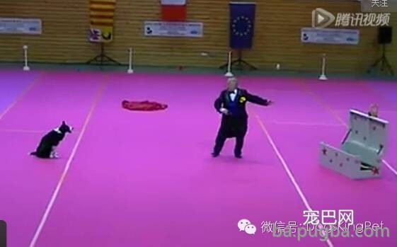 (视频)聪明的边牧会变魔术,会喜剧表演 ; 宝宝吹奏狗狗喝歌-7.jpeg