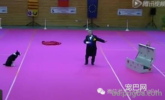 (视频)聪明的边牧会变魔术,会喜剧表演 ; 宝宝吹奏狗狗喝歌-5.jpeg