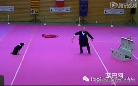(视频)聪明的边牧会变魔术,会喜剧表演 ; 宝宝吹奏狗狗喝歌-6.jpeg