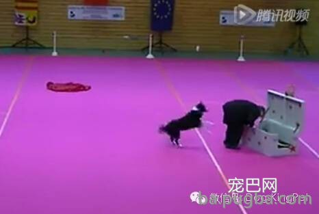 (视频)聪明的边牧会变魔术,会喜剧表演 ; 宝宝吹奏狗狗喝歌-9.jpeg