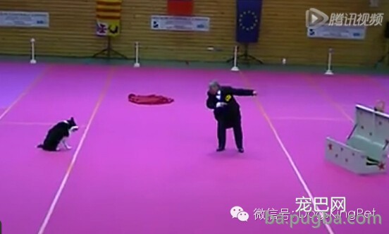 (视频)聪明的边牧会变魔术,会喜剧表演 ; 宝宝吹奏狗狗喝歌-8.jpeg