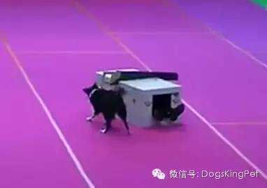 (视频)聪明的边牧会变魔术,会喜剧表演 ; 宝宝吹奏狗狗喝歌-10.jpeg