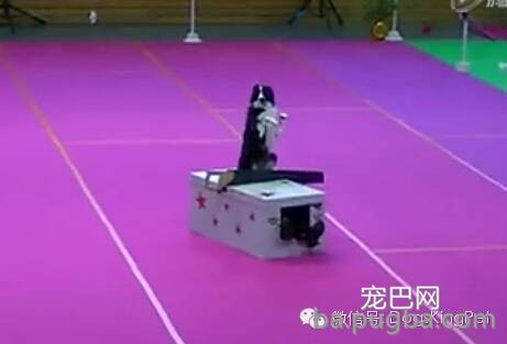 (视频)聪明的边牧会变魔术,会喜剧表演 ; 宝宝吹奏狗狗喝歌-11.jpeg