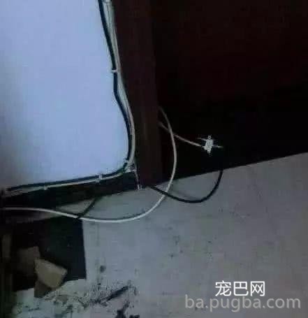 二哈拆家被电线电晕，一个小时后，我浑身充满了力量-1.jpeg