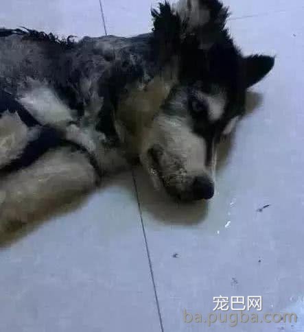 二哈拆家被电线电晕，一个小时后，我浑身充满了力量-2.jpeg