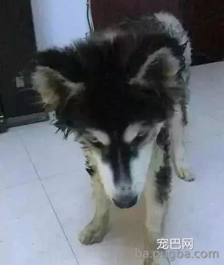 二哈拆家被电线电晕，一个小时后，我浑身充满了力量-3.jpg