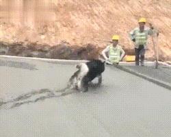 混泥土刚打完，阿拉斯加就跳了进去，这下悲剧了吧！-2.gif
