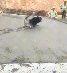 混泥土刚打完，阿拉斯加就跳了进去，这下悲剧了吧！-1.gif