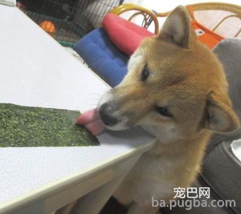救救孩子！快拿走沙雕主人的黑暗料理！-9.jpeg
