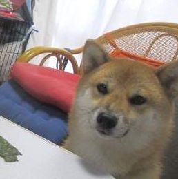 救救孩子！快拿走沙雕主人的黑暗料理！-11.jpeg
