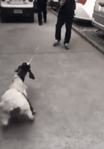 小主人有了新宠物，家里的狗狗吃醋了，于是……-2.gif