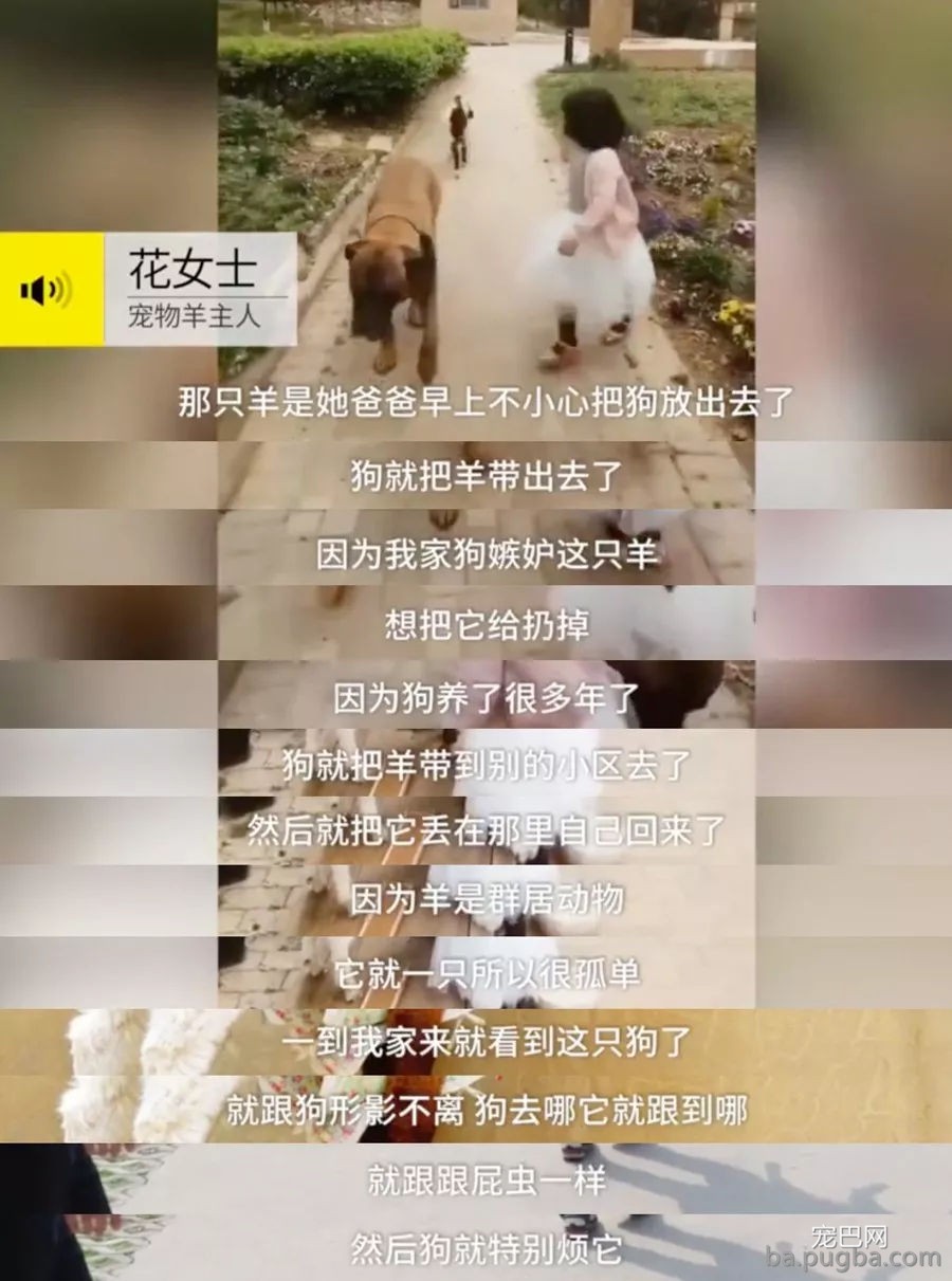 小主人有了新宠物，家里的狗狗吃醋了，于是……-5.jpg