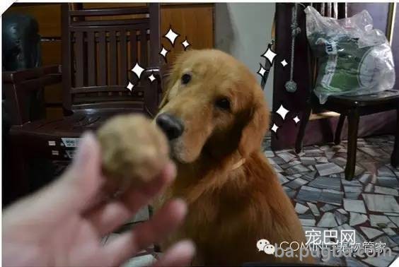 你家狗狗有多聪明？3招轻松测出来-2.jpeg
