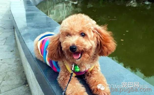 你家狗狗有多聪明？3招轻松测出来-3.jpeg