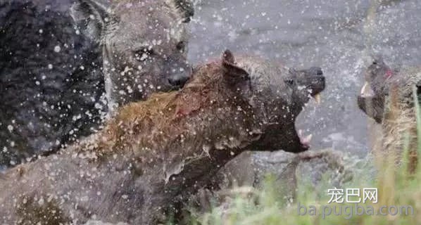 鬣狗之间的相互撕杀不亚于掏肛其它猛兽，血水也是溅的满天飞！-3.jpg
