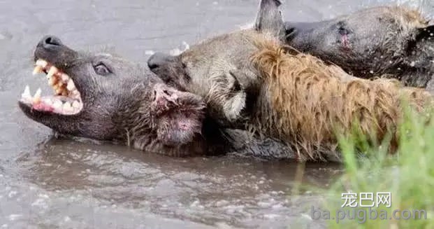 鬣狗之间的相互撕杀不亚于掏肛其它猛兽，血水也是溅的满天飞！-5.jpg