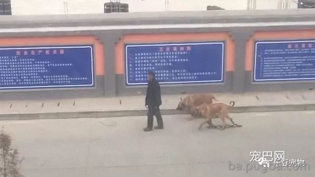 爷爷带着两只猛犬散步不栓绳，看了狗狗身上的粗连子，我愤怒了！-1.jpeg