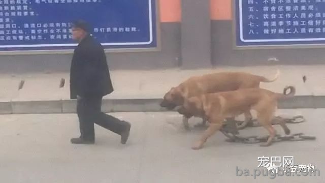 爷爷带着两只猛犬散步不栓绳，看了狗狗身上的粗连子，我愤怒了！-2.jpeg