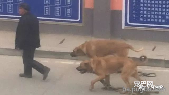 爷爷带着两只猛犬散步不栓绳，看了狗狗身上的粗连子，我愤怒了！-4.jpeg