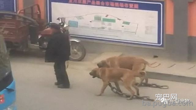 爷爷带着两只猛犬散步不栓绳，看了狗狗身上的粗连子，我愤怒了！-3.jpeg