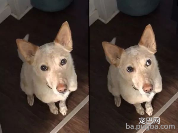 史上最矜持的狗砸，心思全靠主人猜：给你个眼神，自己体会！-1.jpeg