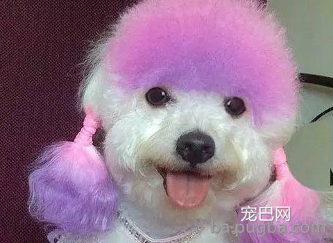 艳丽多彩诚漂亮 狗狗染毛需谨慎-4.jpeg